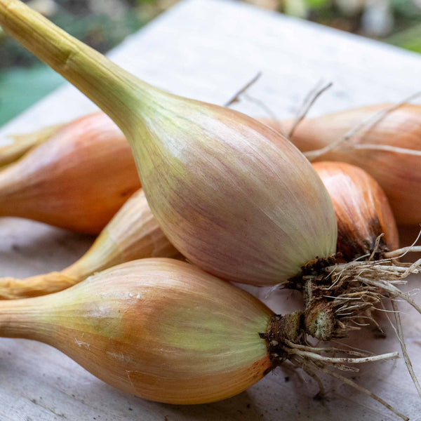Shallot 'Jermor' (Autumn Planting)