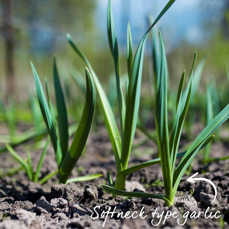 Garlic ‘Solent Wight’ (Spring Planting)