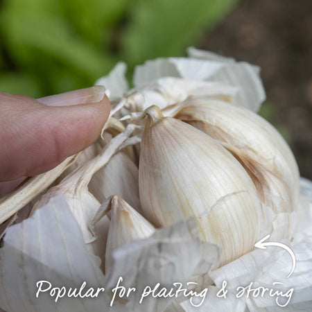 Garlic ‘Solent Wight’ (Spring Planting)