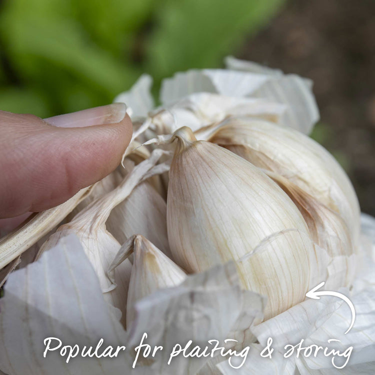 Garlic ‘Solent Wight’ (Spring Planting)