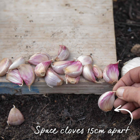 Garlic ‘Solent Wight’ (Spring Planting)