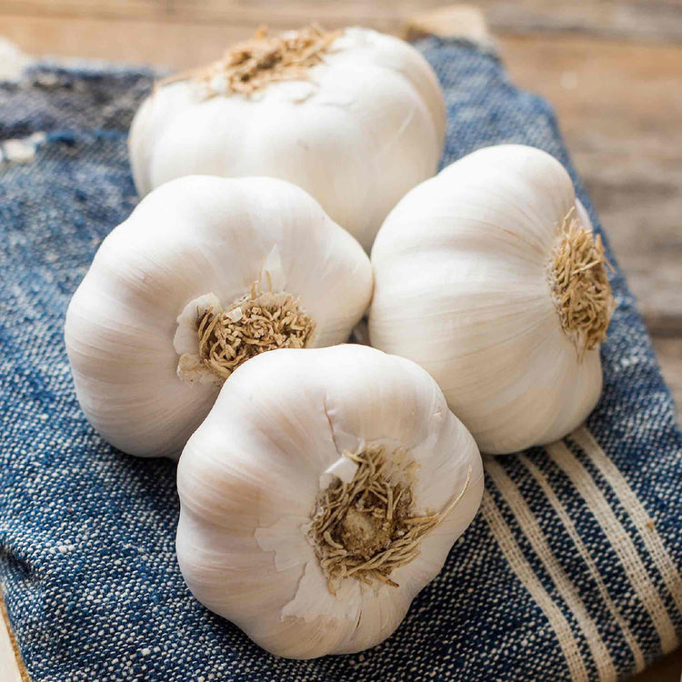 Garlic ‘Solent Wight’ (Spring Planting)