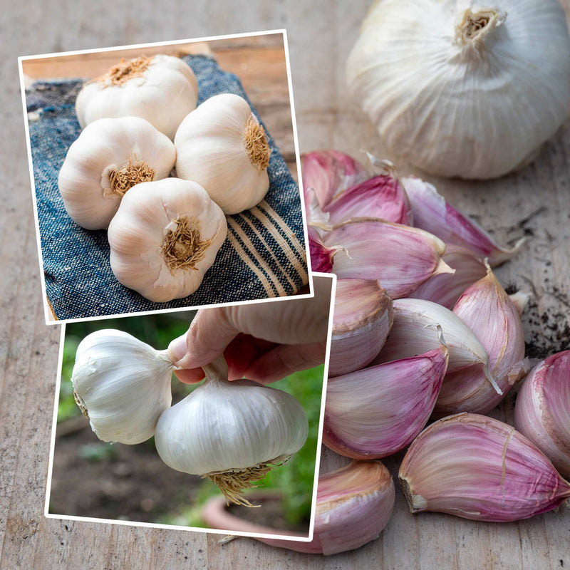Spring Planting Garlic Duo