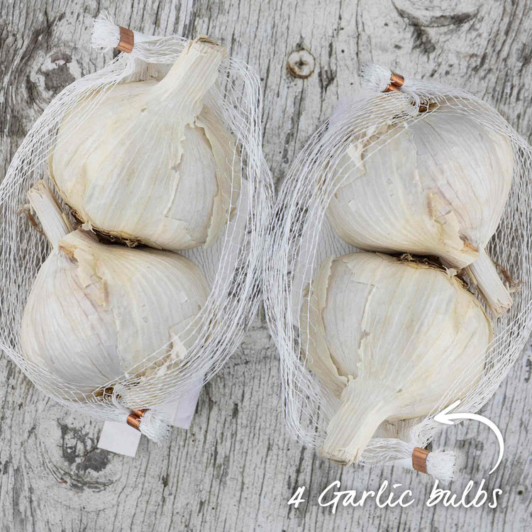 Spring Planting Garlic Duo