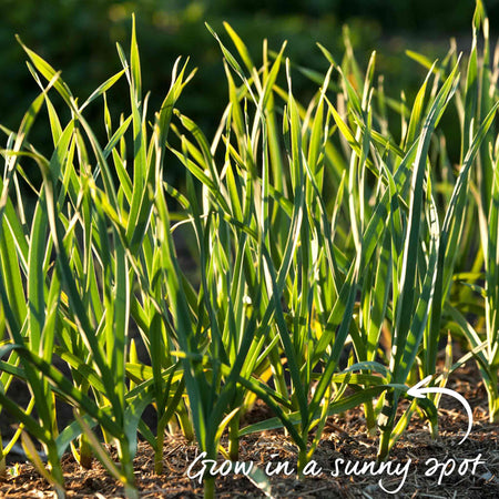 Spring Planting Garlic Duo