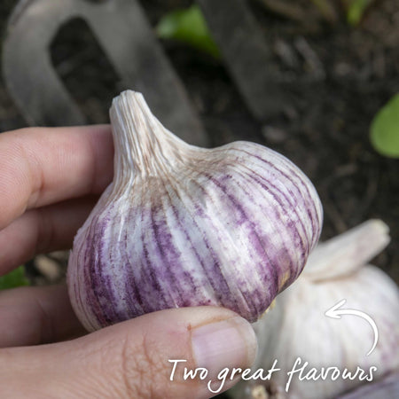 Spring Planting Garlic Duo