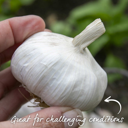 Garlic ‘Picardy Wight’ (Spring Planting)