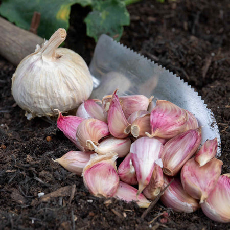 Spring Planting Onion, Shallot & Garlic Trio