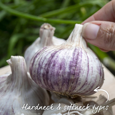Extended Harvest Garlic Collection (Autumn Planting)