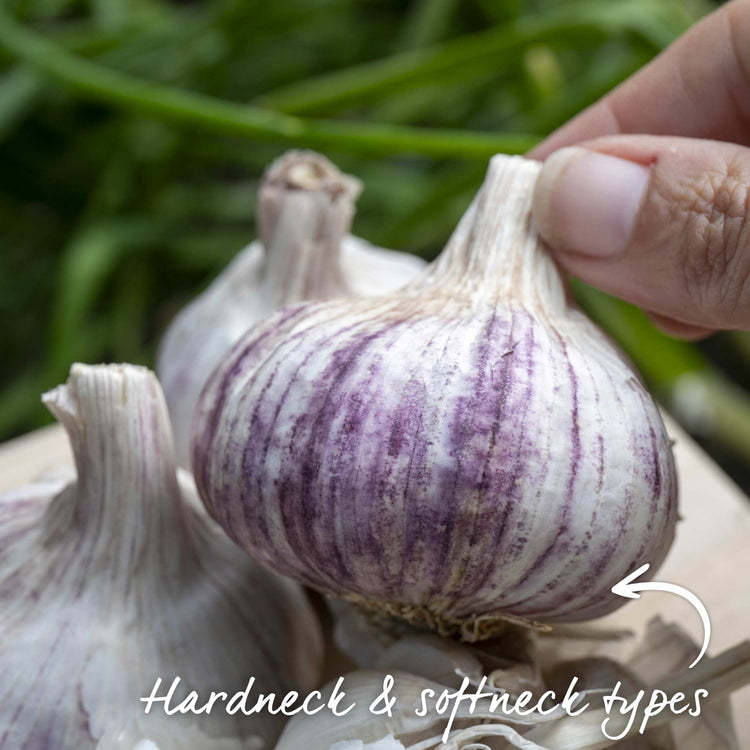 Extended Harvest Garlic Collection (Autumn Planting)