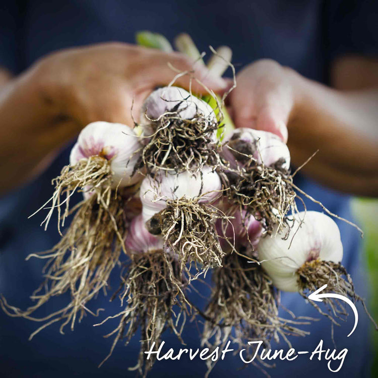 Extended Harvest Garlic Collection (Autumn Planting)