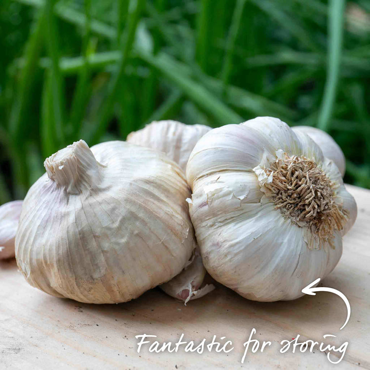Garlic ‘Mersley Wight’ (Spring Planting)