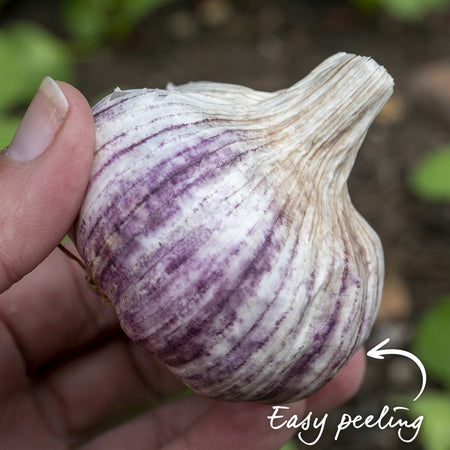 Garlic ‘Caulk Wight’ (Autumn Planting)