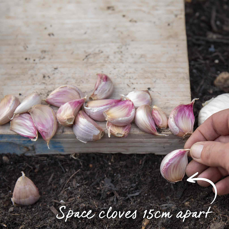 Garlic ‘Caulk Wight’ (Autumn Planting)