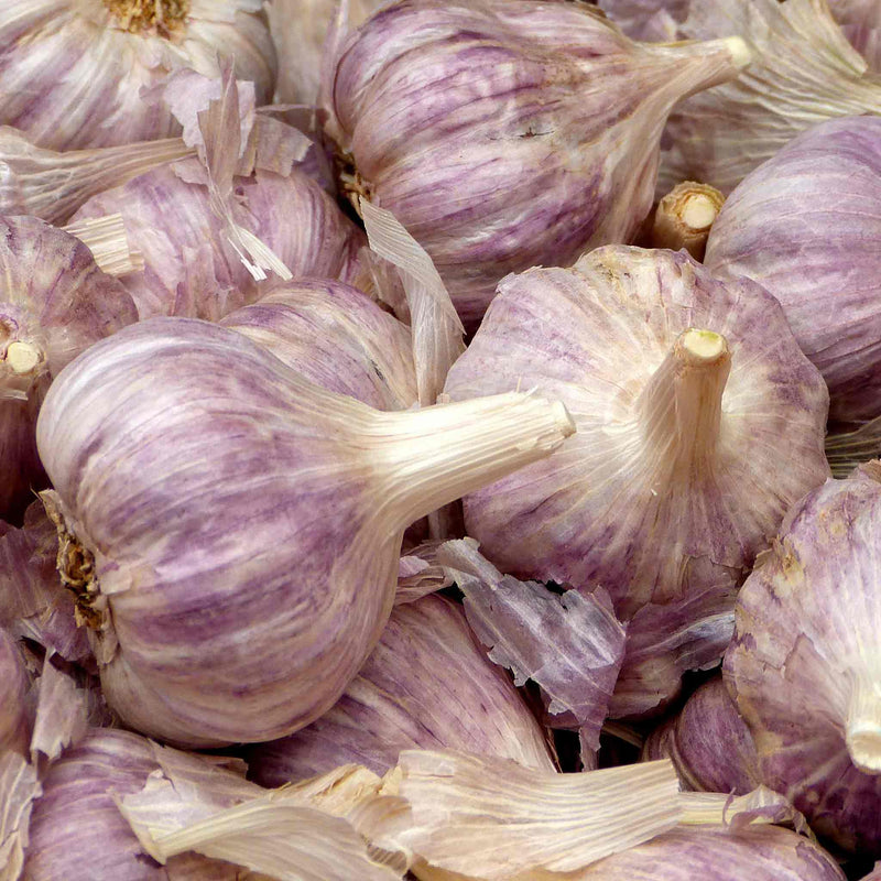 Garlic ‘Caulk Wight’ (Autumn Planting)