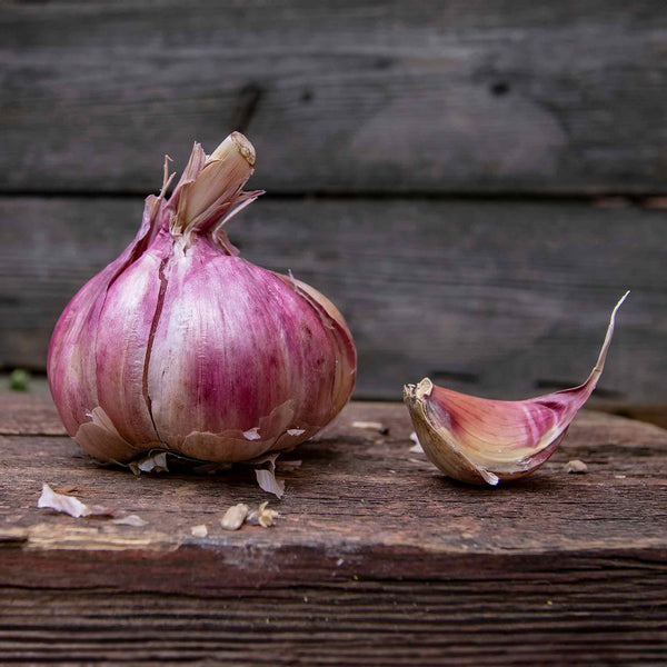 Garlic ‘Blushing Beauty’ (Autumn Planting)
