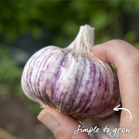 Garlic ‘Blushing Beauty’ (Autumn Planting)