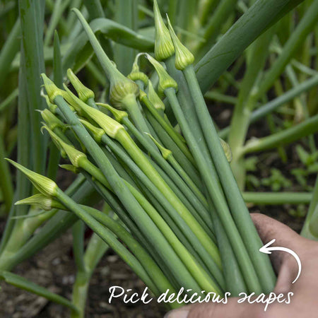 Elephant Garlic Cloves (Autumn Planting)