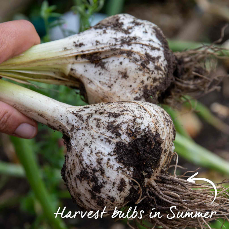 Elephant Garlic Cloves (Autumn Planting)