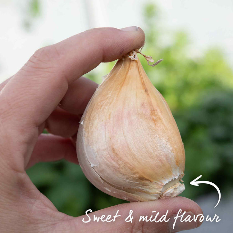 Elephant Garlic Cloves (Spring Planting)