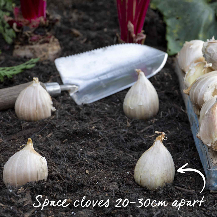 Elephant Garlic Cloves (Autumn Planting)