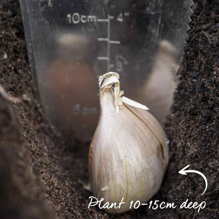 Elephant Garlic Cloves (Autumn Planting)