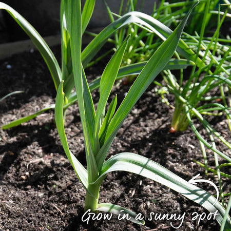 Elephant Garlic Cloves (Spring Planting)