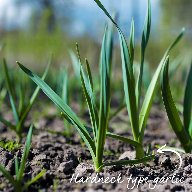 Garlic 'Growers Pick' (Autumn Planting)