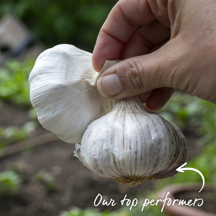Garlic 'Growers Pick' (Autumn Planting)