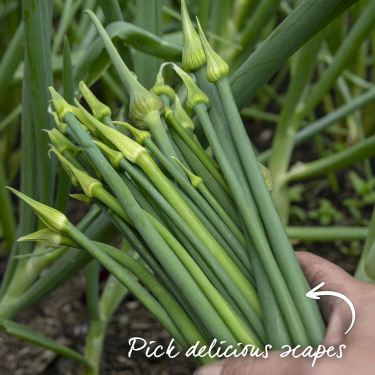 Garlic 'Growers Pick' (Autumn Planting)