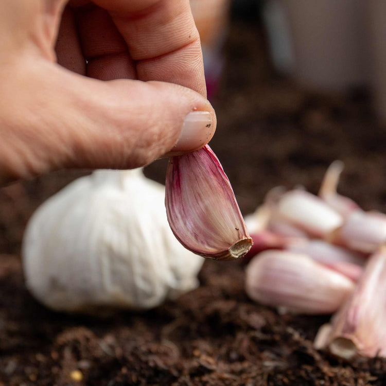 Garlic 'Growers Pick' (Autumn Planting)