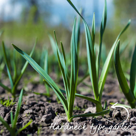 Garlic ‘Extra Early Wight’ (Autumn Planting)