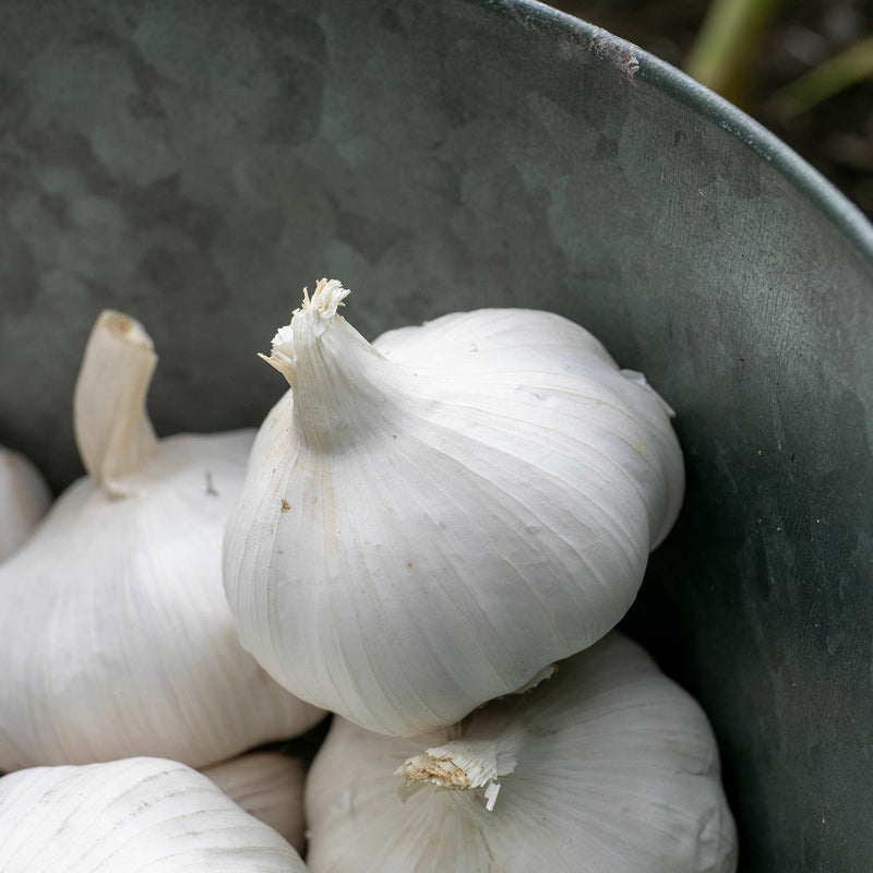 Garlic ‘Extra Early Wight’ (Autumn Planting)