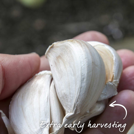 Garlic ‘Extra Early Wight’ (Autumn Planting)