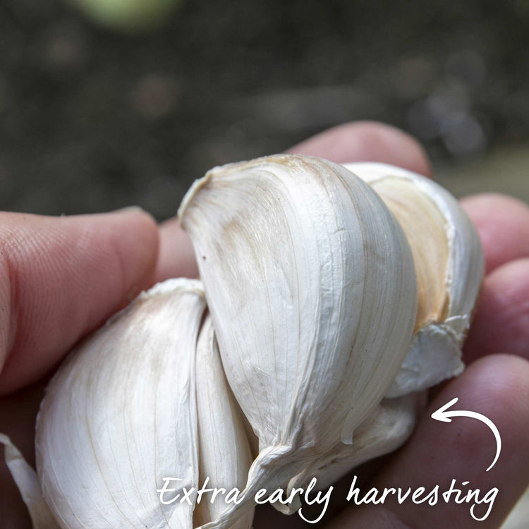Garlic ‘Extra Early Wight’ (Autumn Planting)
