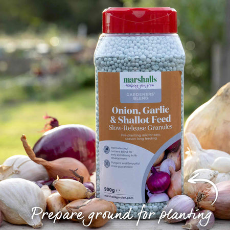 Garlic ‘Extra Early Wight’ (Autumn Planting)