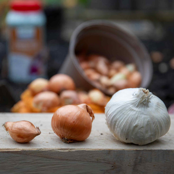 Spring Planting Onion, Shallot & Garlic Trio