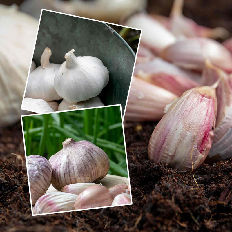 Garlic 'Wight' Duo Pack (Autumn Planting)
