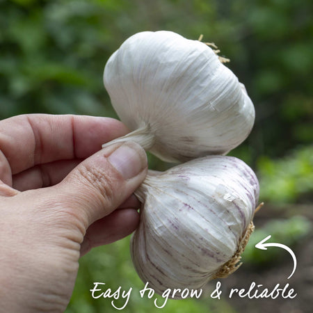Garlic 'Wight' Duo Pack (Autumn Planting)