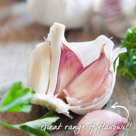 Garlic 'Wight' Duo Pack (Autumn Planting)