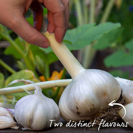 Garlic Farmers Duo (Autumn Planting)