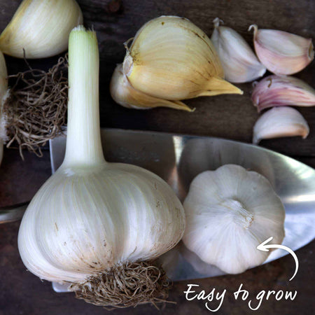 Garlic Farmers Duo (Autumn Planting)