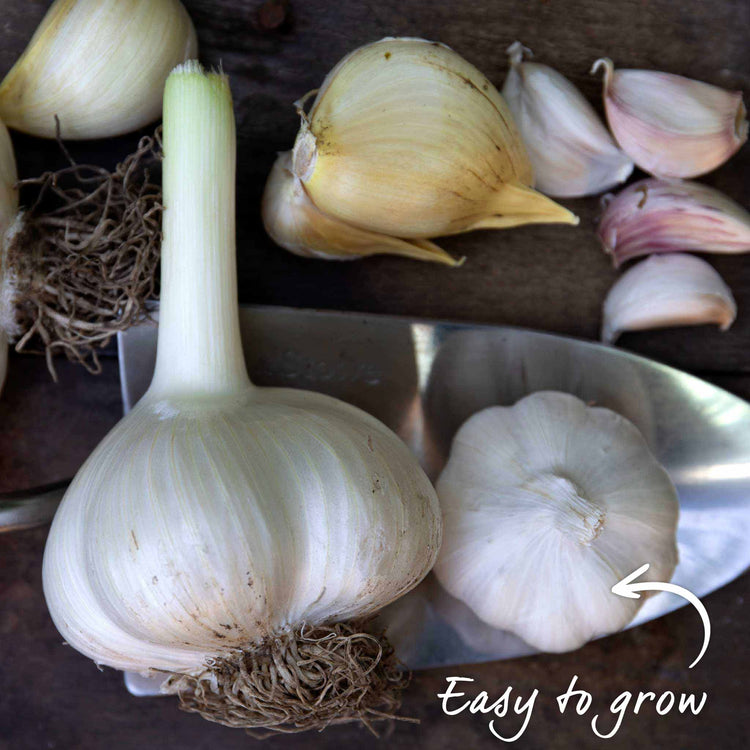 Garlic Farmers Duo (Autumn Planting)