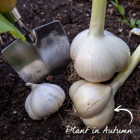 Garlic Farmers Duo (Autumn Planting)