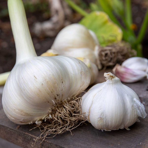 Garlic Farmers Duo (Autumn Planting)