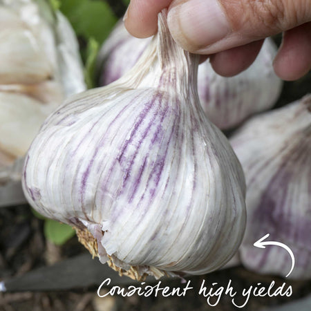 Garlic ‘Rose Wight’ (Autumn Planting)