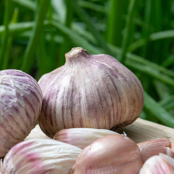 Garlic ‘Rose Wight’ (Autumn Planting)