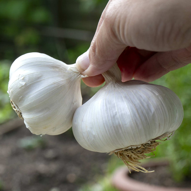 Garlic ‘Mersley Wight’ (Spring Planting)