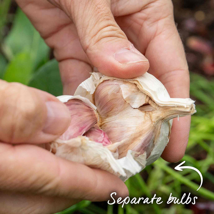 Garlic 'Morado' (Autumn Planting)