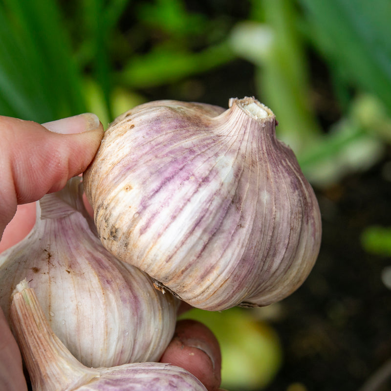 Garlic ‘Kingsland Wight’ (Autumn Planting)